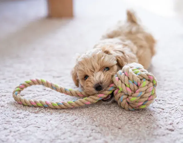 filhote de poodle brincando com bola