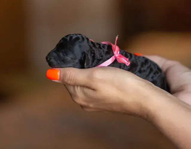 filho de poodle preto