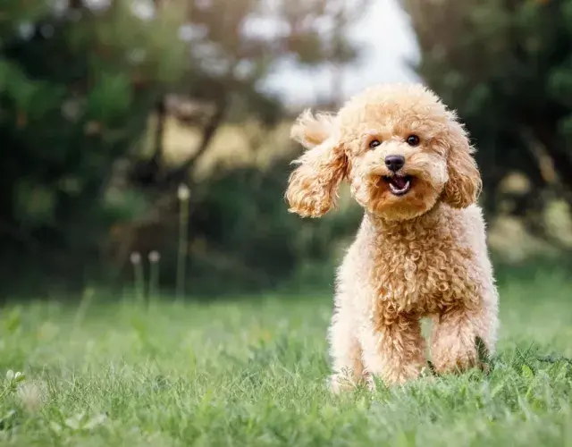 filhote de poodle ao ar livre