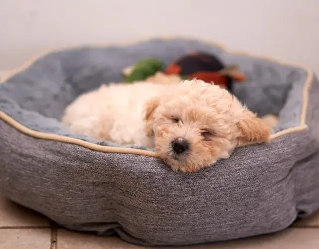 filhote de poodle dormindo na cama