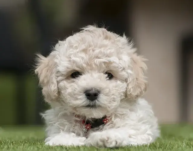 Filhote de poodle branco deitado na grama