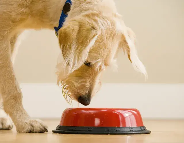 cachorro olhando para comida dentro d epote de ração