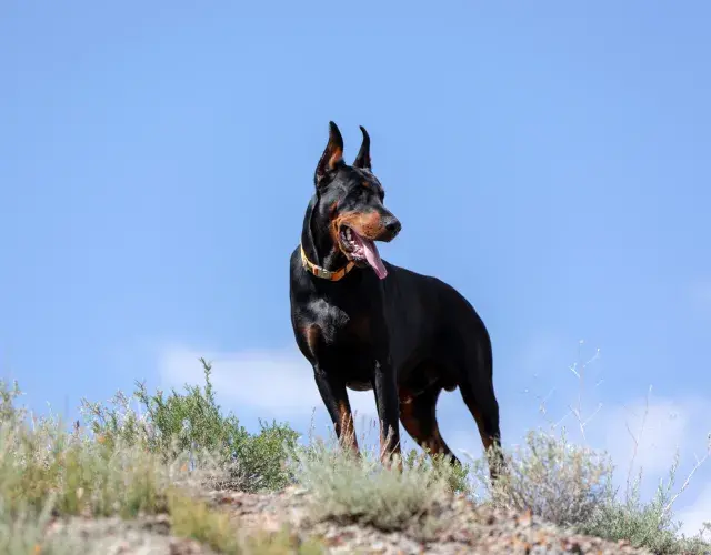 Doberman ao ar livre com orelhas em pé