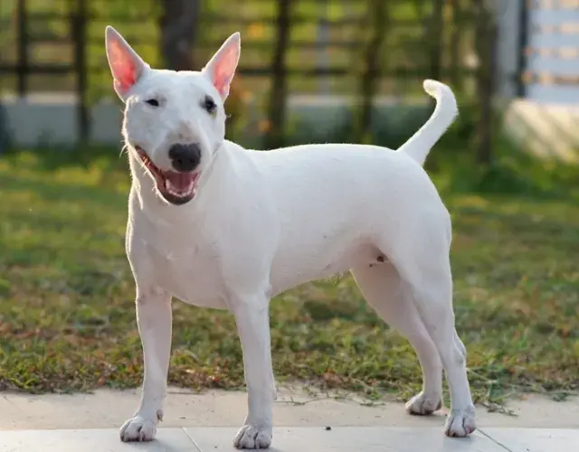 Bull Terrier ao ar livre