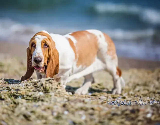Basset na praia