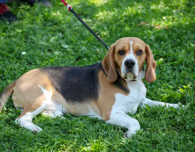Beagle deitado na grama 