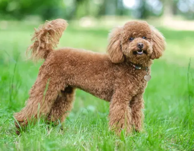 Poodle ao ar livre, na grama