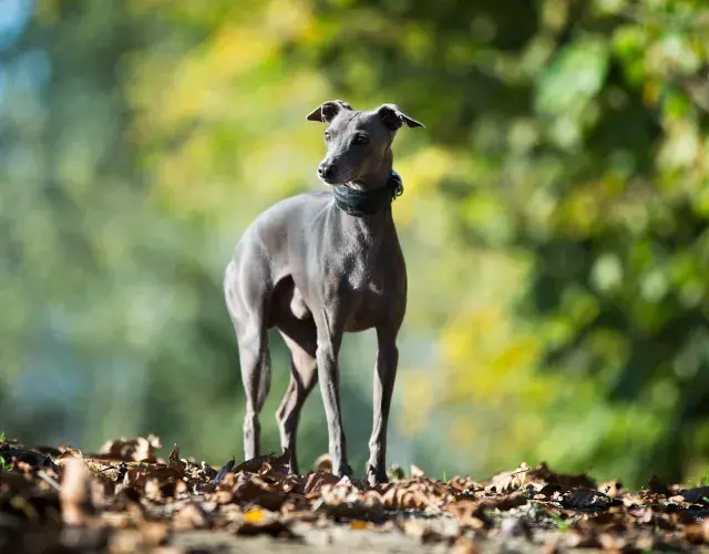 Galgo ao ar livre