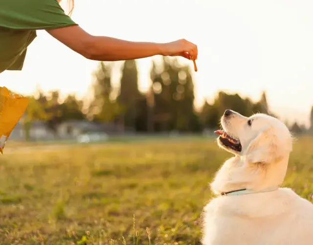 Cachorro Golden olhando para petisco na mão do tutor