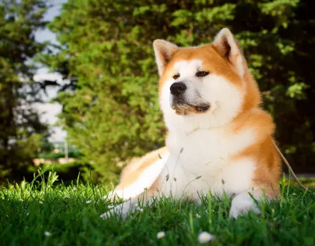 Akita deitada no gramado