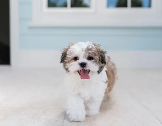 Shih Tzu posando para foto