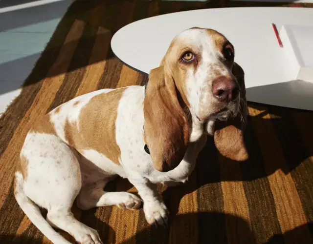 Basset hound sentado