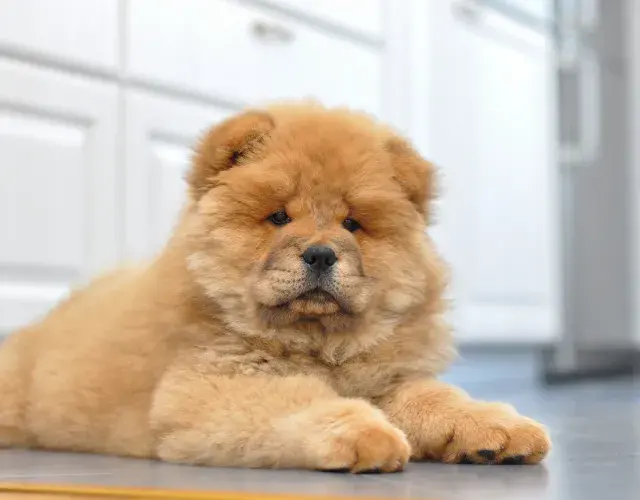 Chow Chow filhote deitado 