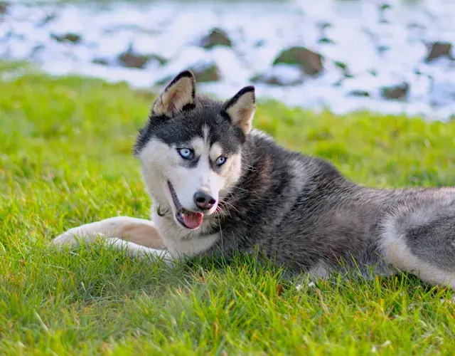 Husky Siberian deitado na grama