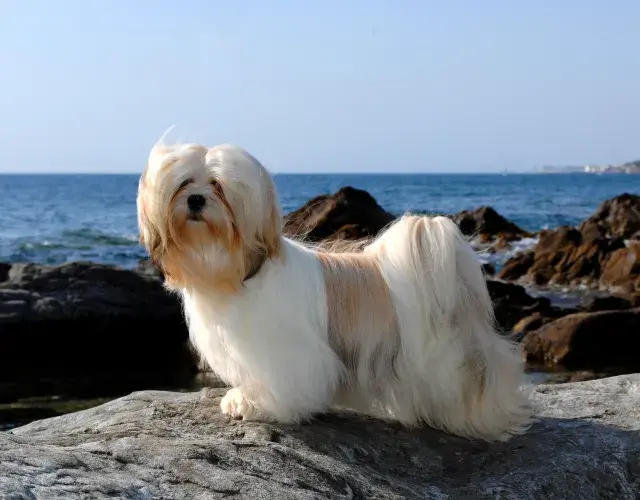 Lhasa Apso em cima de uma pedra, próximo a praia