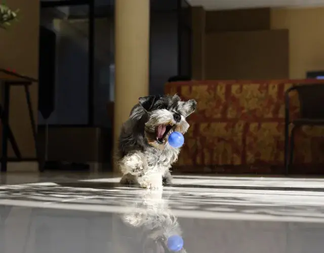 Schnauzer brincando com bola