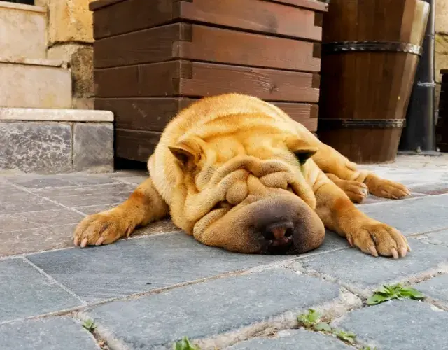 Sharpei  deitado