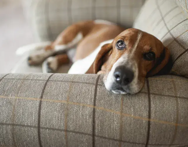 Basset Hound deitado no sofá