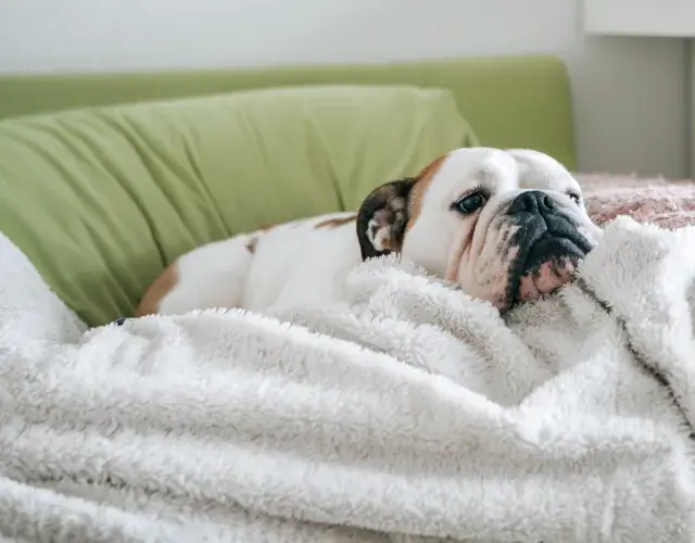 Bulldog ingles deitado no sofá em cima de coberta