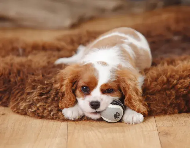 Cavalier King deitado em cima do tapete brincando com brinquedo