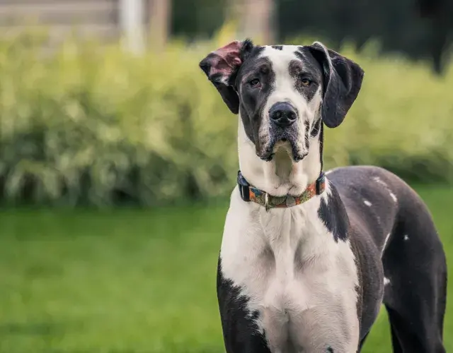 Cachorro Dogue Alemão ao ar livre