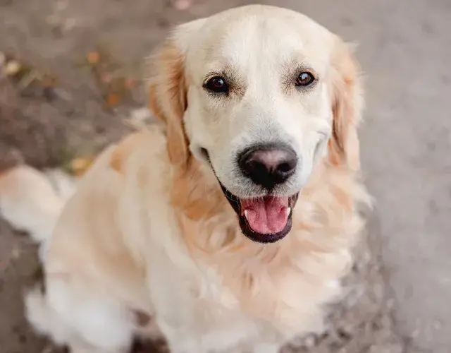 Cachoror Golden sentado olhando pra camêra