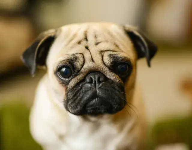 Pug olhando para foto 