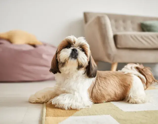 Shih Tzu deitado em cima do tapete