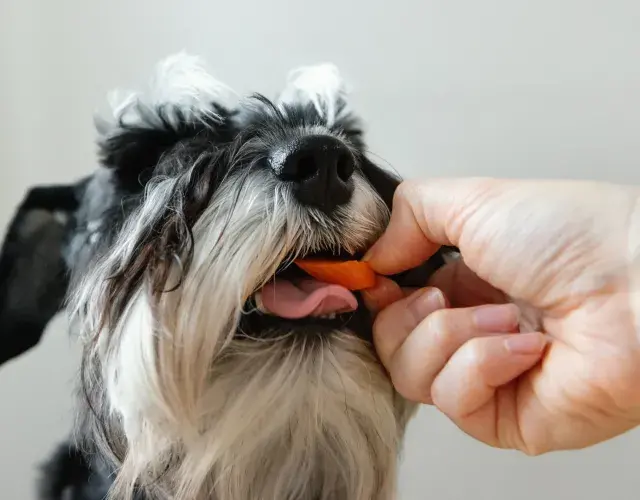 Schnauzer comendo cenoura para cachorro
