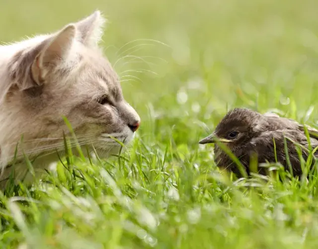 Gato de frente com um pássaro