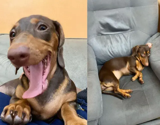 Cachorro salsicha deitado no sofá