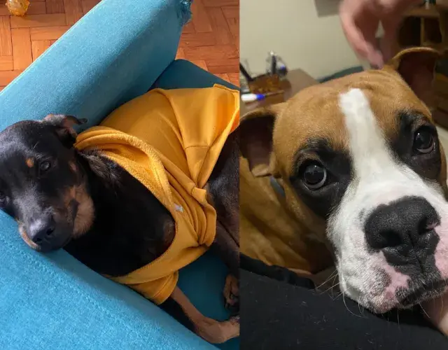Salvador deitado no sofá e Bruce apoiado o rosto na mão de tutora