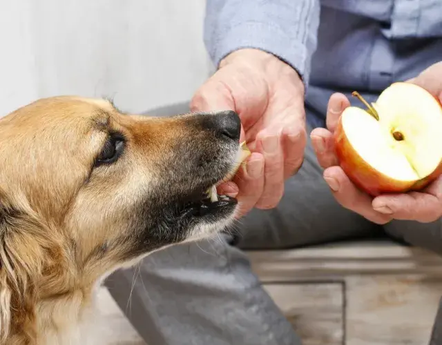 Cachorro comendo maça