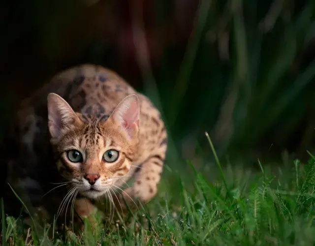 gato a espreita na grama