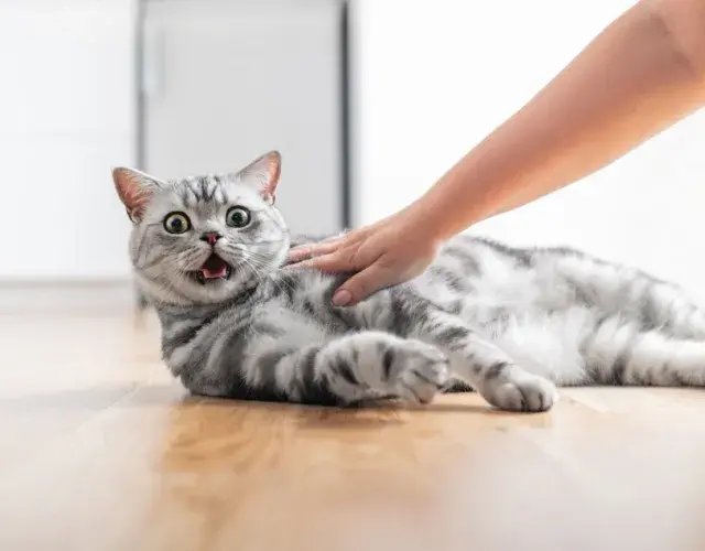 gato miando estranho deitado no chão