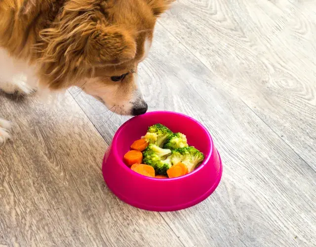 legumes para cachoror em pote de ração