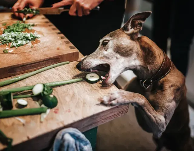 cachorro tentando comer pepino em cima da pia