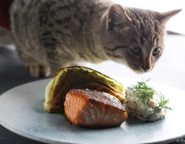 Gato de frente para um prato com peixes