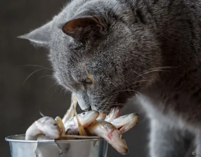 gato cheirando peixes cru