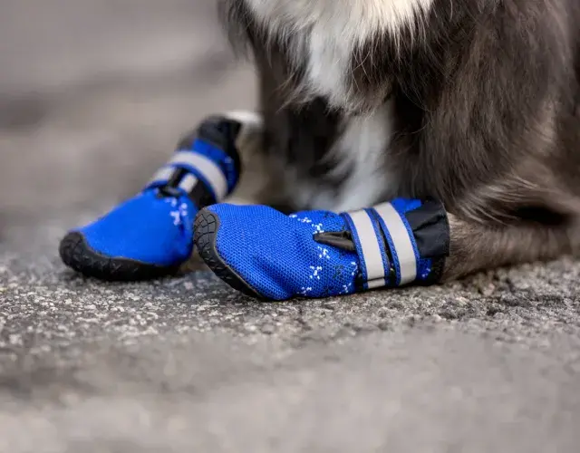sapato para cachorro