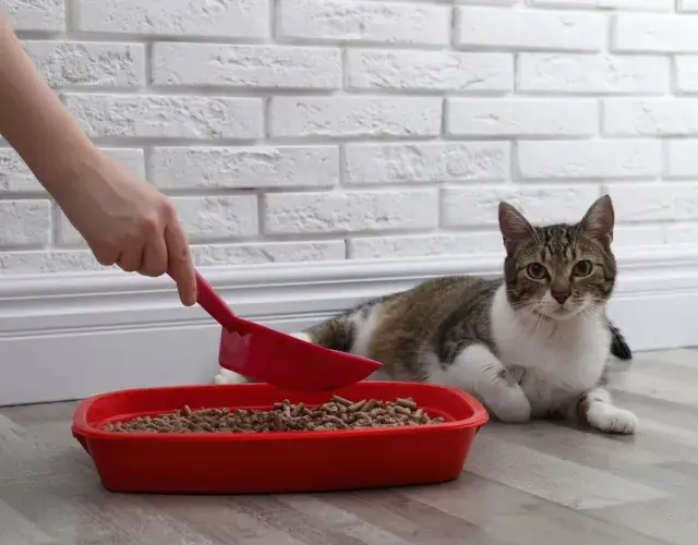 tutora limpando caixa de areia de gato