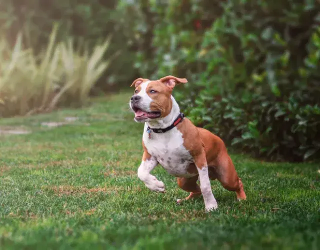 Nombres para Pitbull hembra: considera las características físicas de su mascota para elegir la mejor forma de llamarla