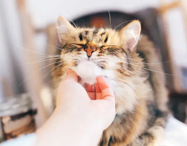 maine coon