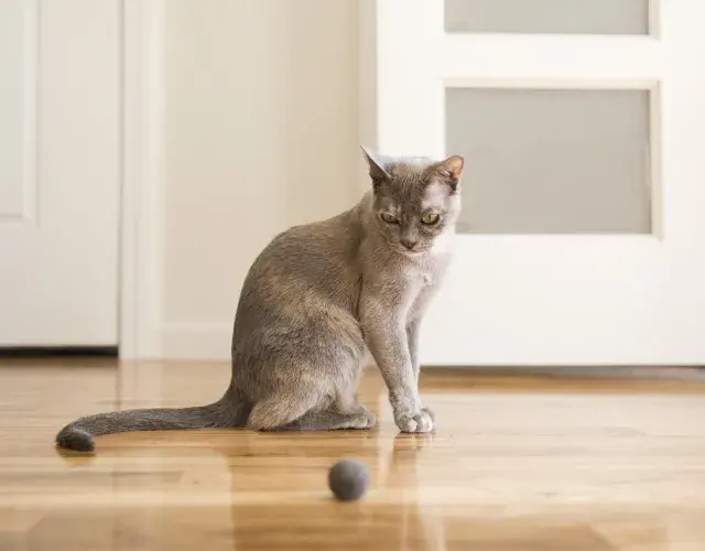gato tonquinês