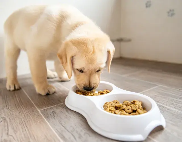 cachorro comendo ração