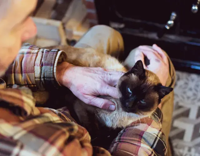 gato siamês