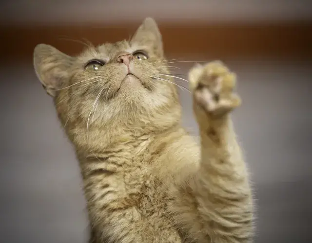 gato srd olhando para cima