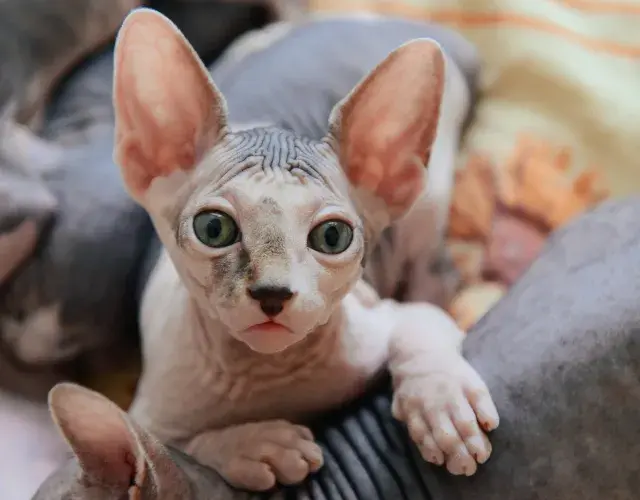 Gato Peterbald