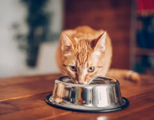 Los snacks para gatos no deben sustituir las comidas diarias de su mascota