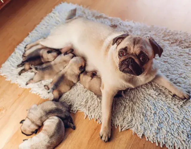 Pug amamentando